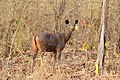 Sambar female with shorter horn