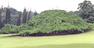 English: Ficus benjamina, commonly known as the Ficus Tree. Probably the biggest ficus tree in the world Polski: Figowiec benjamina (Ficus benjamina), prawdopodobnie największy fikus świata