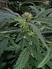 Cannabis indica flowering