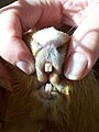 Het gebit van de Huiscavia (Cavia porcellus)