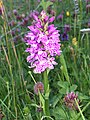 Image 11A Hebridean spotted orchid in machair on Lewis Credit: Etherp