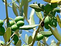 Olive non ancora mature