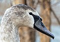 Image 46Immature mute swan in Prospect Park