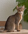 Abyssinian female cat: Gatobelo's Kamée