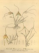 Masdevallia meleagris fig. I