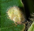 Megacopta cribaria, larve, Georgie (États-Unis)