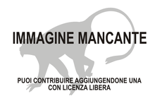 Immagine di Sciurocheirus gabonensis mancante