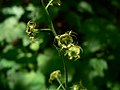 Mitella caulescens