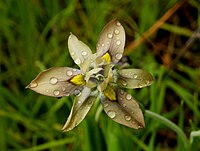 Moraea vegeta Type species