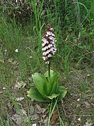 Orchis purpurea