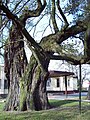 Polski: Najstarsze drzewo w Zduńskiej Woli English: Oldest tree in Zdunska Wola
