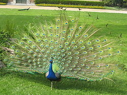 Pavo cristatus