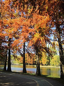 Alexandru Ioan Cuza Park