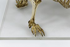 Squelette d'une patte postérieure.