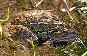 Pelophylax perezi 20190516a.jpg