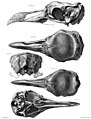 Crânes d’un mâle et d’une femelle en plusieurs vues
