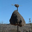 Nid d'une colonie de Républicains sociaux, sur un poteau, dans le Kalahari.