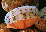 Thumbnail for Scallop aquaculture