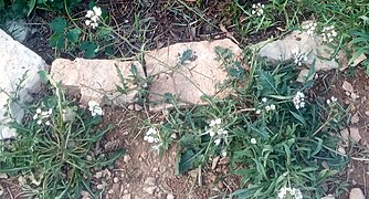 Several Diplotaxis erucoides leafs with flowers.jpg