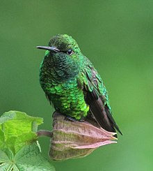 Short-tailed Emerald (Chlorostilbon poortmani).jpg