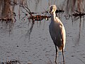 Snowy Egret