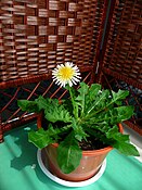 Taraxacum denudatum