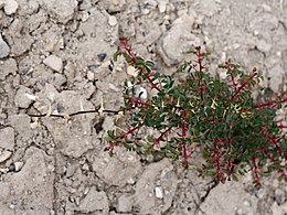 Thorny rose in arid soil (ca. Jun '18)