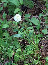 T. sphaerica