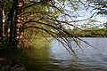 Lady Bird Lake