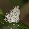 * Nomination Volta ciliate blue (Cupidesthes lithas) female --Charlesjsharp 22:31, 25 January 2022 (UTC) * Promotion  Support Good quality. --Rjcastillo 00:09, 26 January 2022 (UTC)