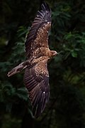 Whistling kite in flight edit 1