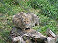 Európai vadmacska (Felis silvestris silvestris)