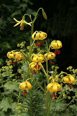 Lilium pyrenaicum