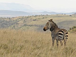 'n Kaapse bergkwagga.