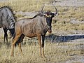 Parc national d'Etosha, Namibie.