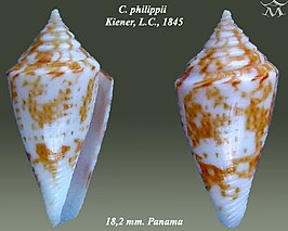 Conus philippii