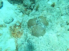 Coral Davis Reef 20230712.jpg