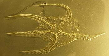 Fossile d'Encrinaster roemeri (astérozoaire du Dévonien).