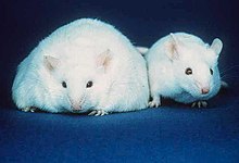 Δύο λευκά ποντίκια με αυτιά παρόμοιου μεγέθους, μαύρα μάτια και ροζ μύτες. Το σώμα του ποντικιού στα αριστερά, ωστόσο, έχει περίπου τρεις φορές το πλάτος του ποντικιού φυσιολογικού μεγέθους στα δεξιά.