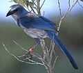 Florida scrub jay