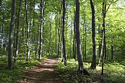 View of the beech forest at Fokserød