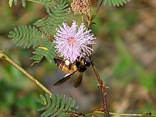 Risabý á Mimosa pudica