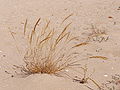 Hordeum marinum Foto: Júlio Reis