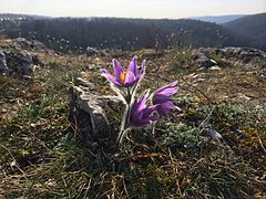 LSG Alpiner Steig Schoenhofen mit Kuechenschelle 108.JPG