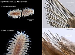 Lepidonotus sp. (MoV732) plate.jpg