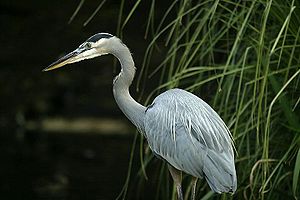 Ardea herodias