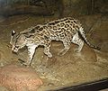 Maragay (Leopardus wiedi)