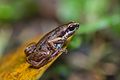 Micryletta inornata, Inornate chorus frog - Khao Luang National Park - Khao Luang National Park