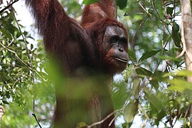 Orang Utan lives in Tanjung Puting National Park.jpg