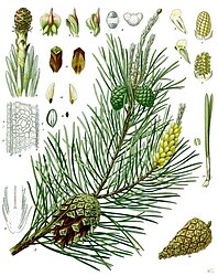 Pinus sylvestris L.